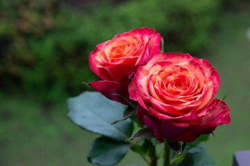 グラデーションカラーのバラ