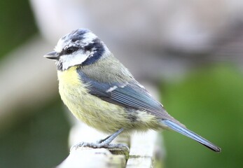 vibrant colours small bird garden scene Blue tit at Aberchirder