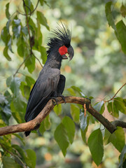 red winged blackbird