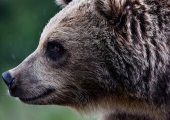  A close up of a Brown (Grizzly) Bear