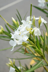 Nerium oleander in bloom, White siplicity bunch of flowers and green leaves on branches, Nerium Oleander shrub white flowers, ornamental shrub branches in daylight, bunch of flowers closeup