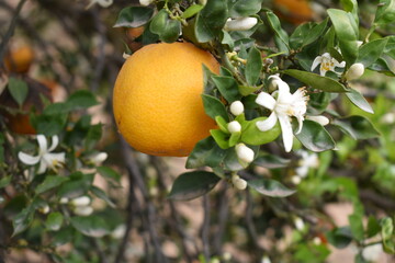 ripe oranges on tree, close-up of a beautiful orange tree with orange, fruit hanging on a tree, Close-up of ripe oranges hanging on a tree in an orange plantation garden, Chakwal, Punjab, Pakistan