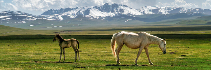 Wild horses roam the green landscape of Kyrgyzstan, set against snow-capped mountains, highlighting...
