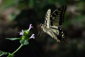 Machaon
