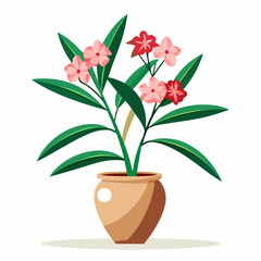 Nerium oleander flower in vase  