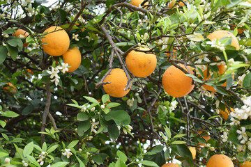 ripe oranges on tree, close-up of a beautiful orange tree with orange, fruit hanging on a tree, Close-up of ripe oranges hanging on a tree in an orange plantation garden, Chakwal, Punjab, Pakistan