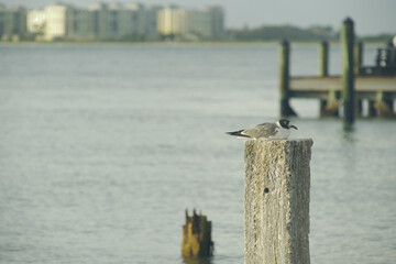 Fototapeta premium Seagull sitting on a post looking right with a pier and baywater in the background. Blue sky with white clouds and calm water at St Pete Beach Florida. Condo buildings in the background at the back