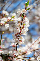 Pale mauve pink blooms of Leptospermum a genus of shrubs