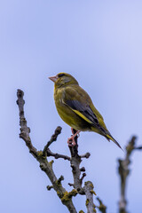 Greenfinch (Chloris chloris) in Turvey Nature Reserve, Dublin, Ireland