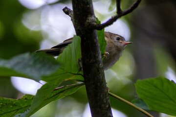 Goldcrest (Regulus regulus) in Father Collins Park, Dublin, Ireland