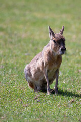 Patagonian Mara (Dolichotis patagonum) in the Arid Grasslands of Argentina