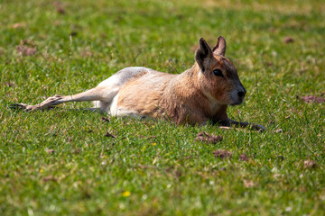 Patagonian Mara (Dolichotis patagonum) in the Arid Grasslands of Argentina