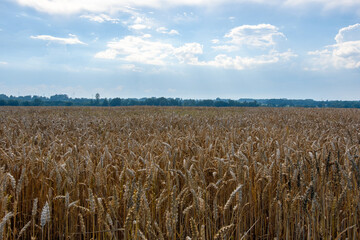 Beautiful rural landscape, wheat field with ripe golden ears, ready to harvest the cereal crop....