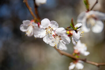 Pale mauve pink blooms of Leptospermum a genus of shrubs