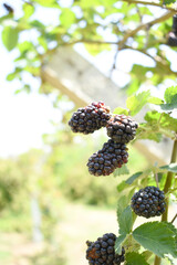 Natural food - fresh ripe blackberries in a garden. Bunch of ripe blackberry fruit - Rubus fruticosus - on branch with green leaves on a farm. Close-up, blurred background. Chakwal, Punjab, Pakistan