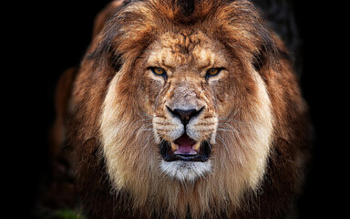 Naklejka premium Male lion , dark yawning close-up with mouth open angry eyes; severe look of a predator