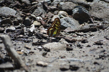Mariposa