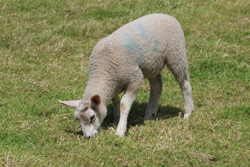 Lamb in a field eating grass on a early summers day in June In Yorkshire UK