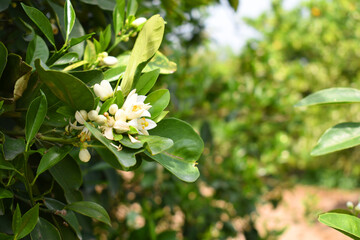 White little flower on orange tree, Blossoming orange tree flowers, closeup of Orange tree branches with white flowers, buds and leaves, Chakwal, Punjab, Pakistan