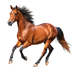 Obraz premium running brown horse isolated on transparent background cutout