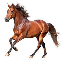 Obraz premium running brown horse isolated on transparent background cutout