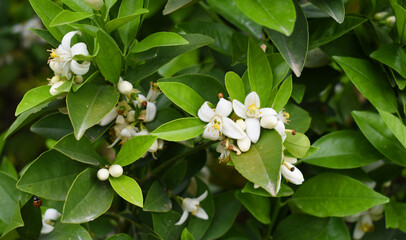 White little flower on orange tree, Blossoming orange tree flowers, closeup of Orange tree branches with white flowers, buds and leaves, Chakwal, Punjab, Pakistan