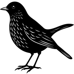 Silhouette of Dunnock bird