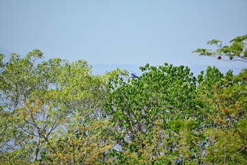 árboles