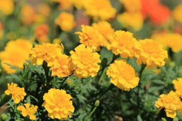 Tagetes flowers in a flowerbed in the Botanical garden of Varna