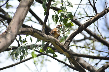 Pajaro en el bosque