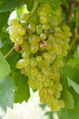 Close up of grapes hanging on Vine, Hanging grapes. Grape farming. Grapes farm. Tasty green grape bunches hanging on branch. Grapes With Selective Focus on the subject, Chakwal, Punjab, Pakistan
