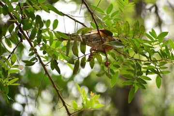 Pajaro en el bosque