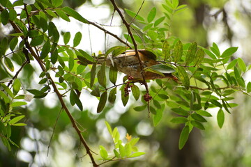Pájaro silvestre alimentándose 