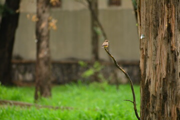 Pajaro en el bosque