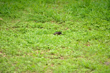 Pajaro en el bosque