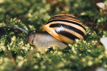 close up of a snail in the grass