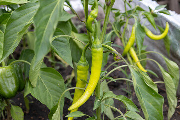 A hot pepper pod on a green bush growing in the garden. Green hot pepper ripens on the bush. The harvest season in Ukraine