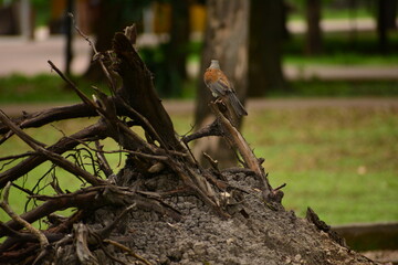 Pajaro en el bosque