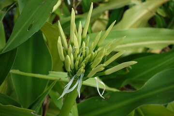 Spider lily.