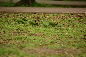 cotorros verdes silvestres