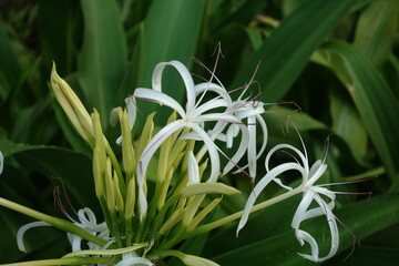 Spider lily.
