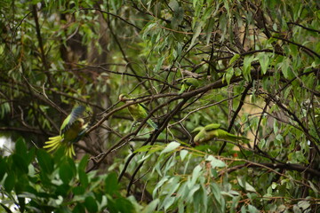 cotorros verdes silvestres