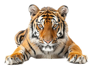 Obraz premium A majestic tiger resting with intense gaze, showcasing its striking fur patterns and powerful physique, symbolizing strength and beauty.