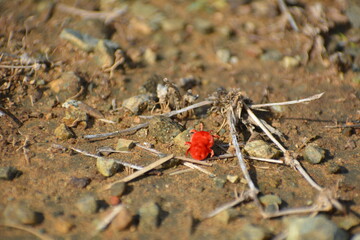 Escarabajo rojo exótico
