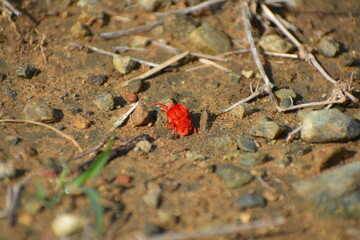 Escarabajo rojo exótico