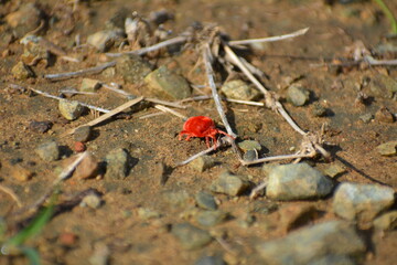Escarabajo rojo exótico