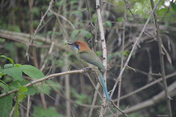 Pájaro silvestre exótico