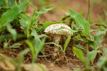 Hongos