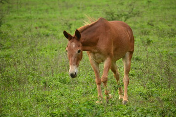Caballo en el campo