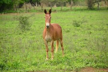 Caballo en el campo
